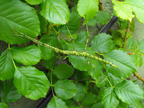 Acanthoxyla_prasina