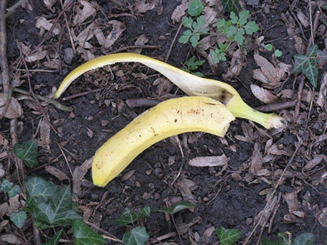 banaan