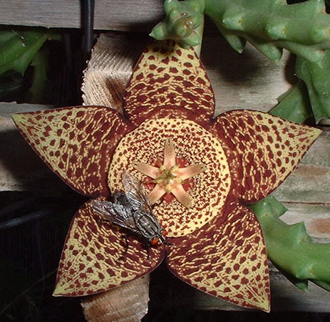 Stapelia_lepida