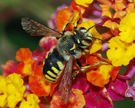 gekleurde bloemen